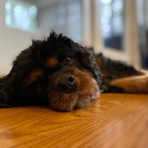 Meet your Posher, Ava